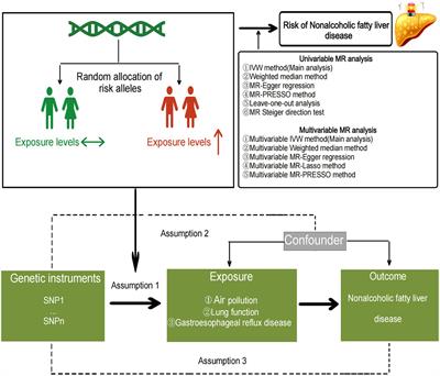 Causal relationship between air pollution, lung function, gastroesophageal reflux disease, and non-alcoholic fatty liver disease: univariate and multivariate Mendelian randomization study